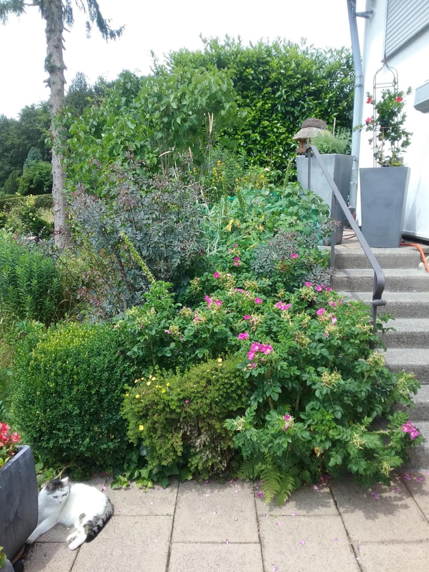 Appartement Perlenbachtal à Montjoie Extérieur photo